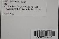 Leccinum luteum image