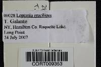 Leptonia gracilipes image