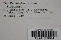 Marasmius siccus image