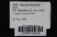 Image of Mycena lilacifolia