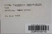 Image of Omphalina chionophila