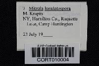 Mitrula lunulatospora image