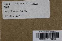 Image of Mycena albiceps