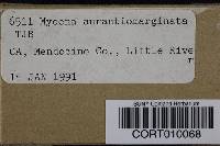 Mycena aurantiomarginata image
