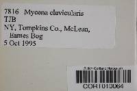 Mycena clavicularis image