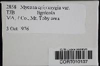 Mycena epipterygia image