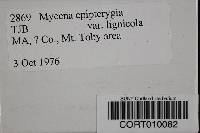 Mycena epipterygia image