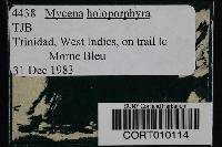 Image of Mycena holoporphyra