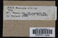 Russula nitida image