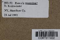 Image of Russula mustelina