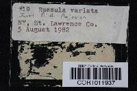 Russula variata image