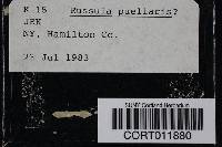 Russula puellaris image