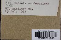 Image of Russula subdepallens