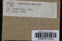 Russula mariae image