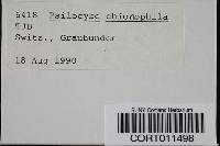 Image of Deconica chionophila