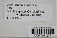 Russula pectinata image