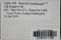 Image of Russula humidicola