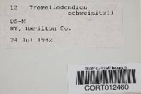 Tremellodendron schweinitzii image