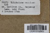 Tricholoma vaccinum image