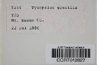 Austroboletus gracilis image