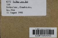 Suillus grevillei image