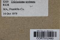 Image of Tricholoma aestuans