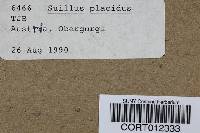 Suillus placidus image
