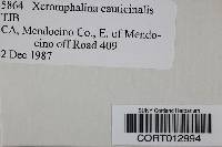 Xeromphalina cauticinalis image
