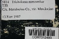 Tricholoma manzanitae image