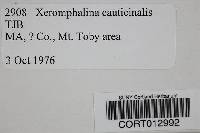 Xeromphalina cauticinalis image