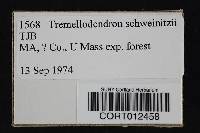 Tremellodendron schweinitzii image