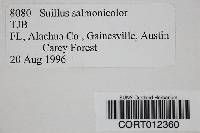 Suillus salmonicolor image