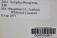 Tylopilus ferrugineus image
