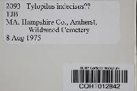 Tylopilus indecisus image