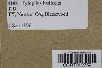 Tylopilus badiceps image