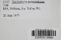 Tricholoma pessundatum image