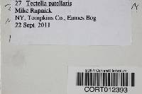 Tectella patellaris image