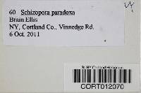 Schizopora paradoxa image