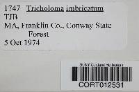 Image of Tricholoma imbricatum