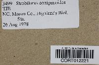 Strobilurus conigenoides image