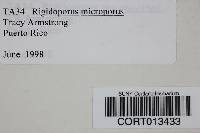 Rigidoporus microporus image