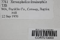 Xeromphalina fraxinophila image