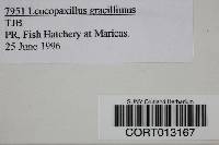 Leucopaxillus gracillimus image