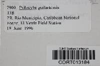 Psilocybe guilartensis image