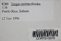 Trogia cantharelloides image