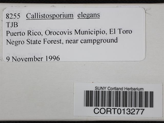 Callistosporium elegans image