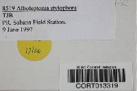 Alboleptonia stylophora image