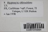 Hygrocybe chloochlora image