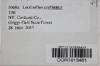 Lentinellus cochleatus image