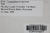 Pyrrhoglossum pyrrhum image